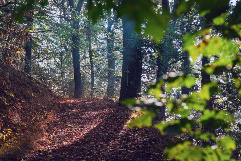 Прекрасний осінній ліс з деревами і листям
 - Фото, зображення