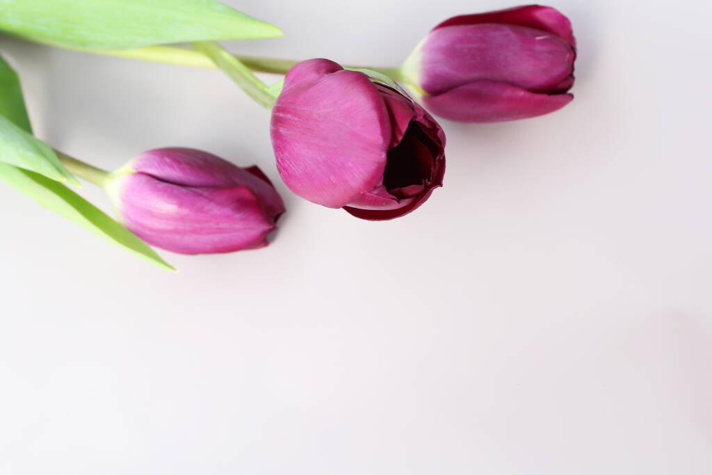 fleurs tulipes blanches et violettes avec feuilles vertes isolées sur fond clair - Photo, image