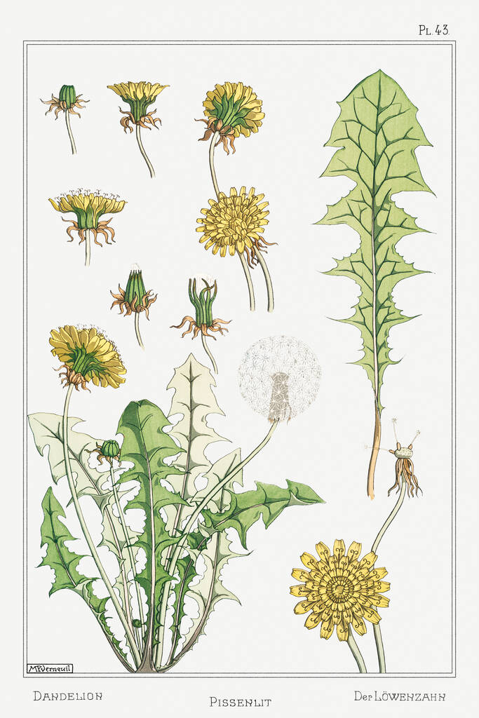 Pissenlit (одуванчик). Иллюстрация из La Plante et ses Applications Ornementales-1896 Мориса Пиллара Вернёя. - Фото, изображение