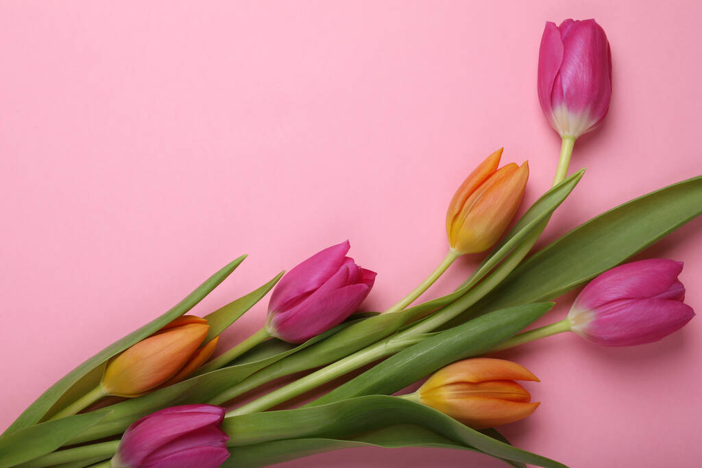 Gyönyörű tulipánok rózsaszín háttérrel, lapos fektetés. A szöveg helye - Fotó, kép