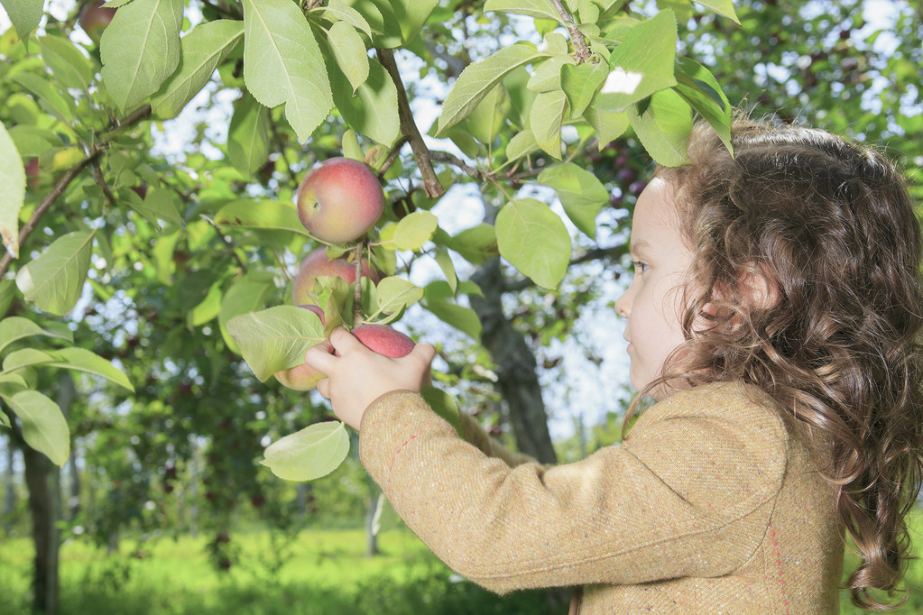 Menina pré-escolar bonito comendo uma maçã no outono bonito
 - Foto, Imagem