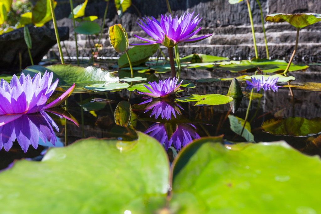 Violet Lotus flowers - Photo, Image