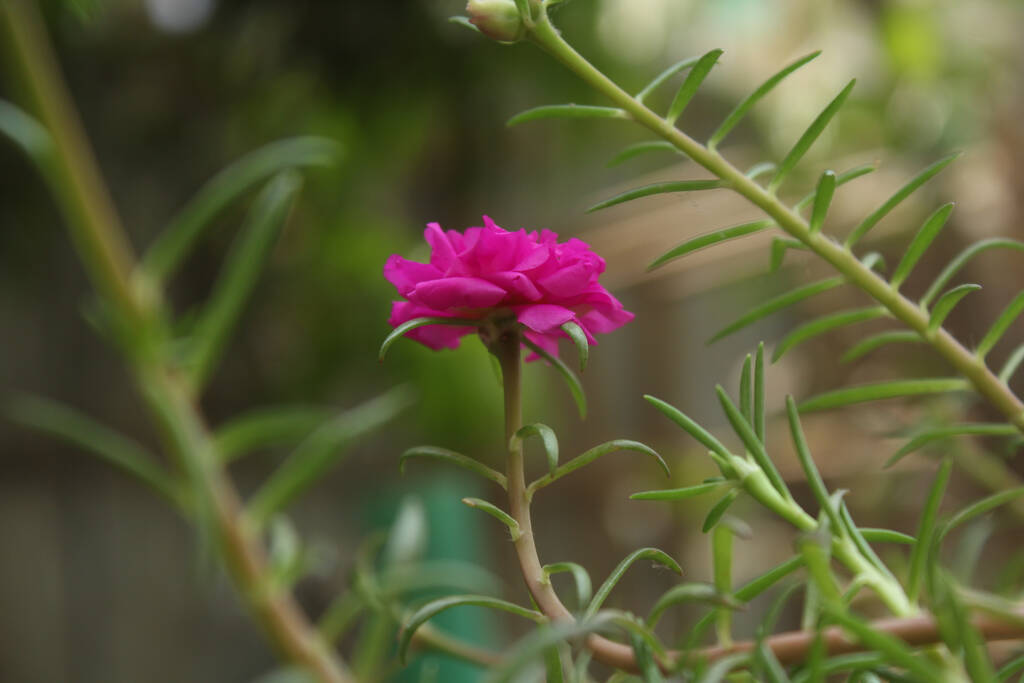 選択的焦点ポルトゥラカ・グラニディ植物モスローズアップ花の庭のストック写真、開花ローズ美しい自然背景. - 写真・画像