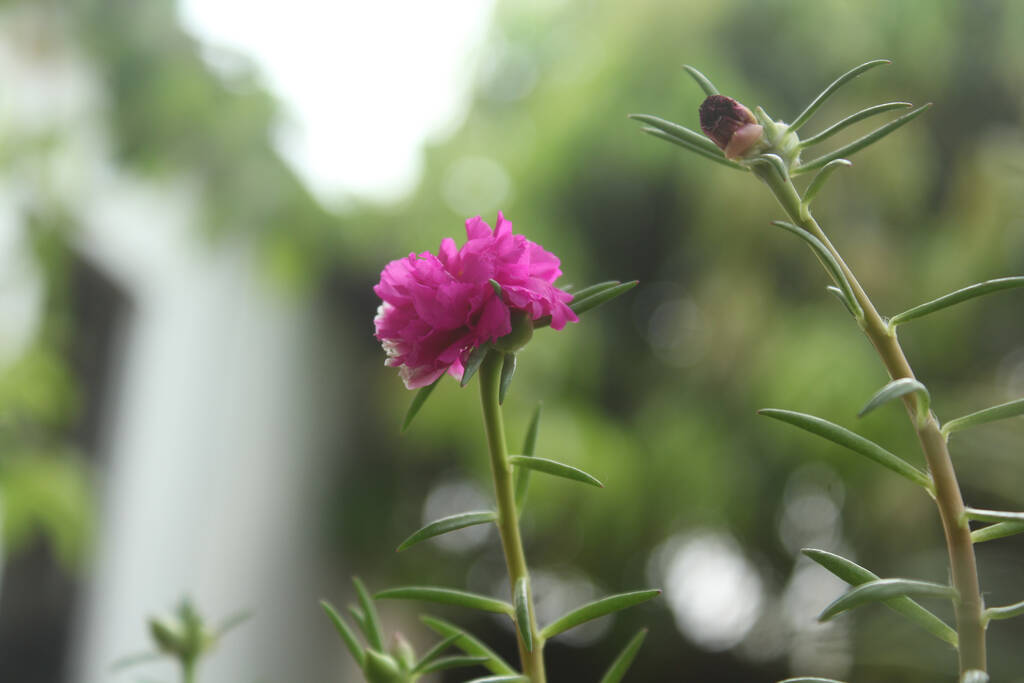 Portulaca Grandiflora Moss Τριαντάφυλλο closeup Επιλεκτική εστίαση Λουλούδι Κήπος φωτογραφία αρχείου, ανθίζοντας τριαντάφυλλο Όμορφο φόντο της φύσης. - Φωτογραφία, εικόνα