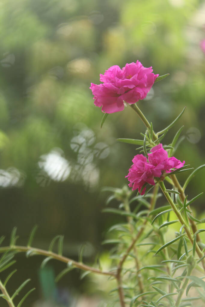 Portulaca Grandiflora Moos Rose Nahaufnahme Selektiver Fokus Blume Garten Archivfoto, Blühende Rose Schöne Natur Hintergrund. - Foto, Bild