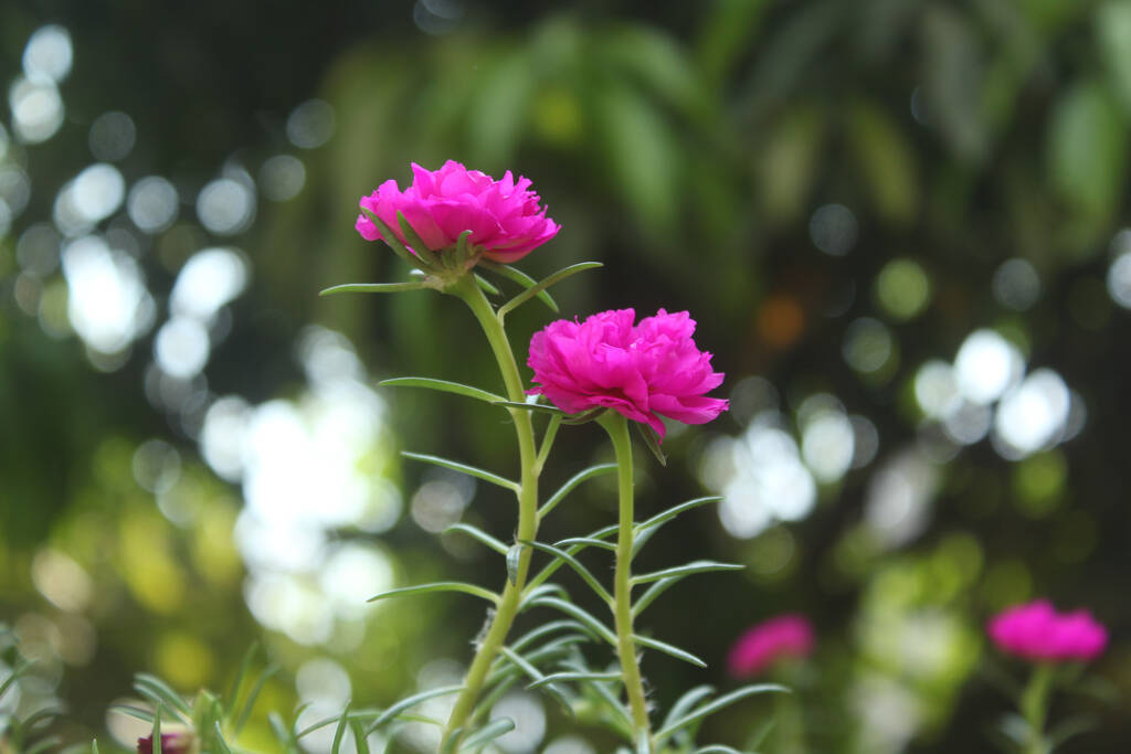 Επιλεκτική εστίαση Portulaca Grandiflora Moss Τριαντάφυλλο closeup Λουλούδι Κήπος φωτογραφία αρχείου, ανθίζοντας τριαντάφυλλο όμορφο φόντο της φύσης. - Φωτογραφία, εικόνα