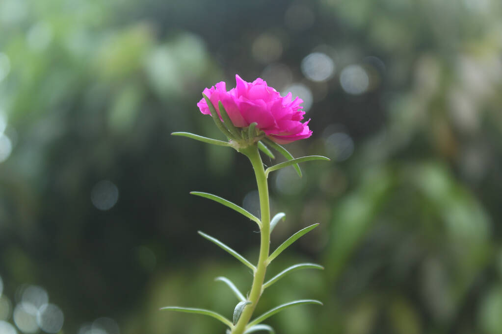 Selektywny ostrość Portulaca Grandiflora Mech Rose zbliżenie Kwiat Ogród fotografia, Kwitnąca róża Piękne tło natury. - Zdjęcie, obraz