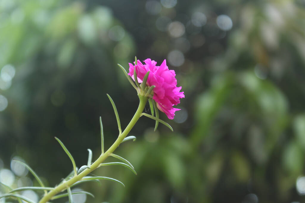 foyer sélectif Portulaca Grandiflora mousse rose gros plan jardin de fleurs photo de la réserve, floraison rose beau fond de la nature. - Photo, image