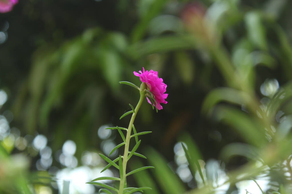 選択的焦点ポルトゥラカ・グランディ植物相モスローズアップ花の庭のストック写真、開花ローズ自然の美しい背景. - 写真・画像