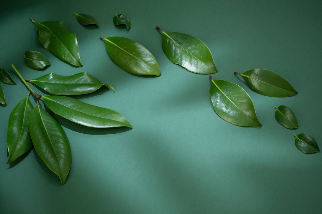 tropische grüne Blätter auf grünem Hintergrund - Foto, Bild