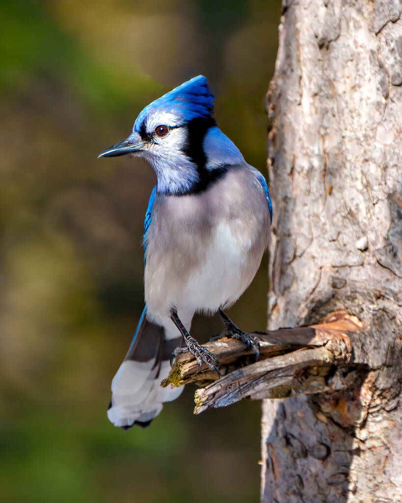 Modrý Jay detailní profil přední pohled posazený s rozmazaným lesním pozadím v jeho okolí a stanoviště kolem pohledu na levé straně. Obrázek Jay. - Fotografie, Obrázek