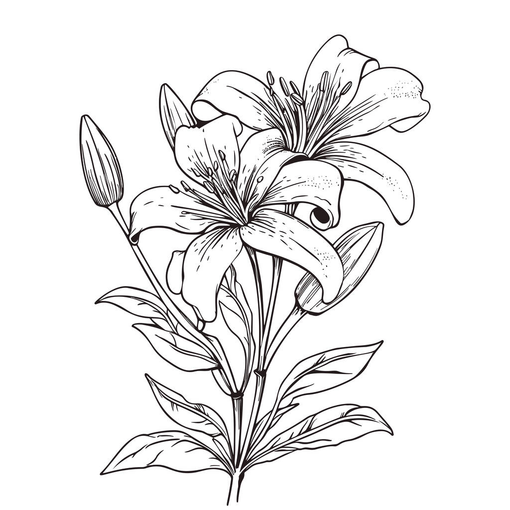 Bellissimo fiore di giglio isolato su sfondo bianco. Illustrazione disegnata a mano. - Vettoriali, immagini