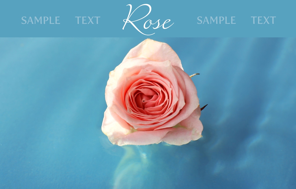 Rose rose flottante dans l'eau bleu clair
 - Photo, image