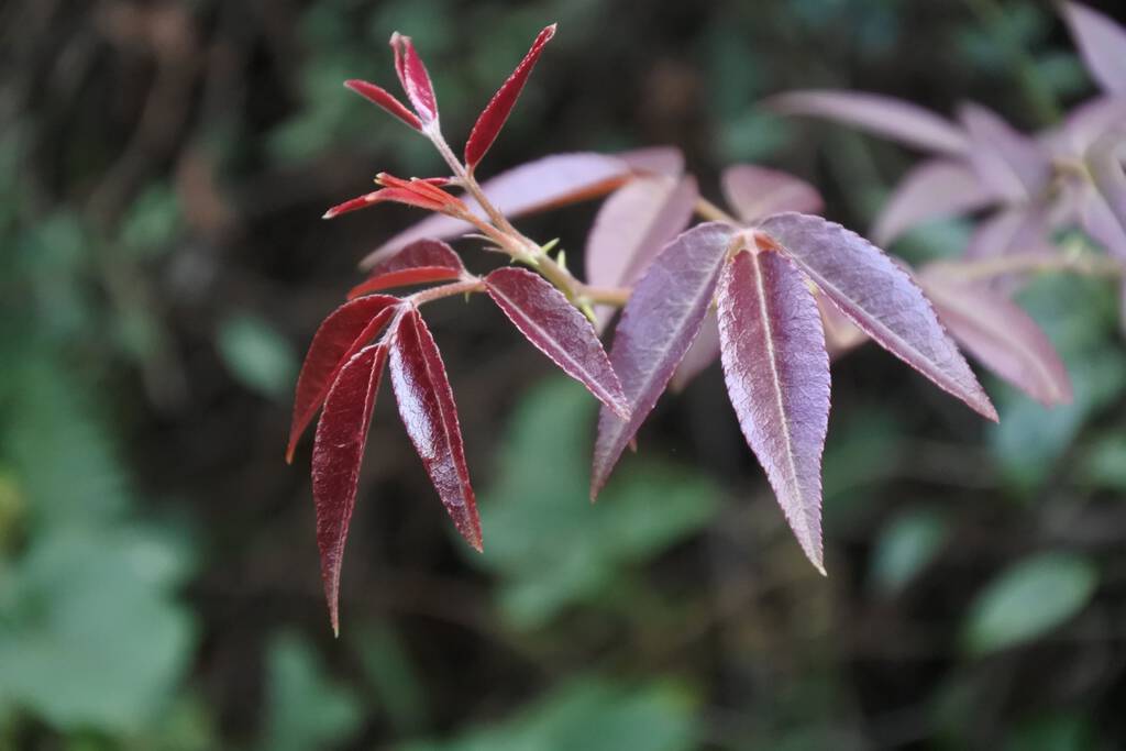 A closeup shot of beautiful dark red leaves on a tree branch - Photo, Image