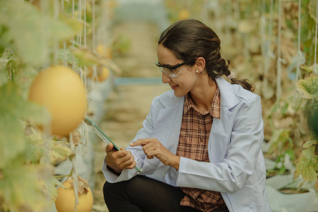 Los investigadores agrícolas desarrollan calendarios de cultivos y flujos de trabajo para mejorar la producción de melón. Las califica, organiza, selecciona y elige dependiendo de su tamaño y frescura. Estricto control de calidad. - Foto, Imagen