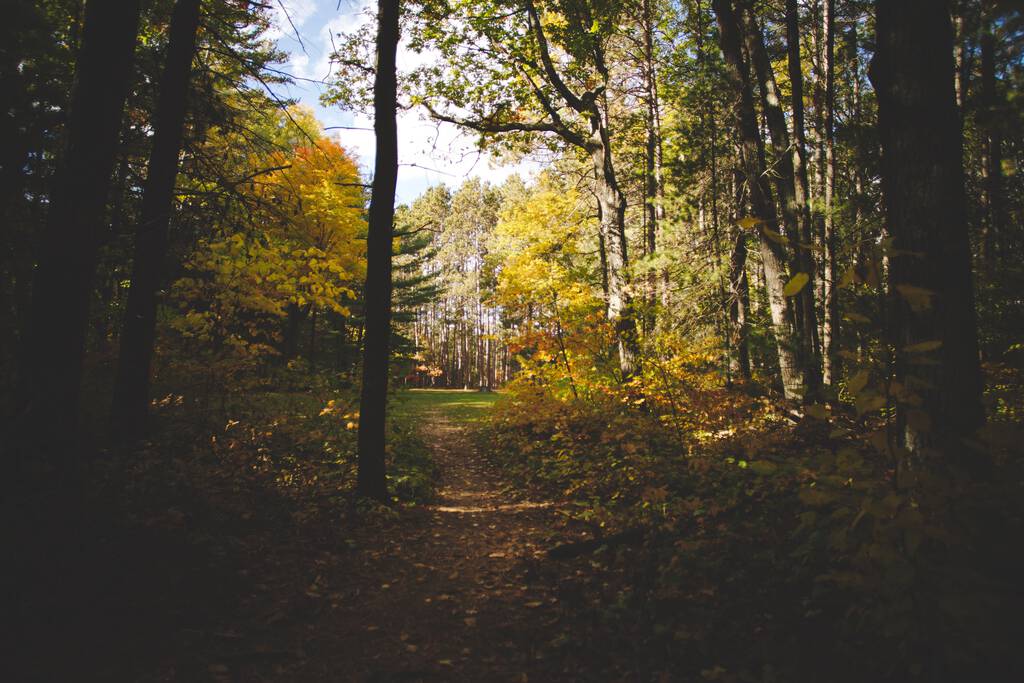 Снимок красивого леса в Онтарио, Канада - Фото, изображение
