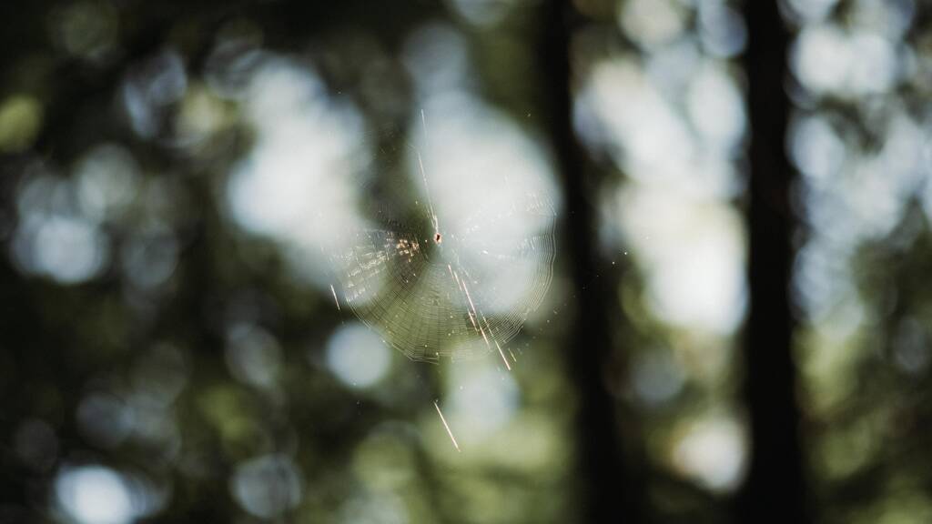 Zbliżenie pajęczej sieci w rozmytym tle - Zdjęcie, obraz