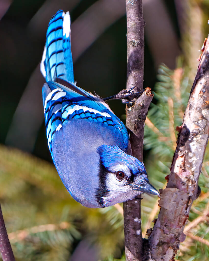Widok z bliska Blue Jay umiejscowiony na gałęzi z rozmytym tłem w środowisku leśnym i siedlisku otaczającym niebieskie skrzydła pióra. Zdjęcie Jaya. Portret. - Zdjęcie, obraz