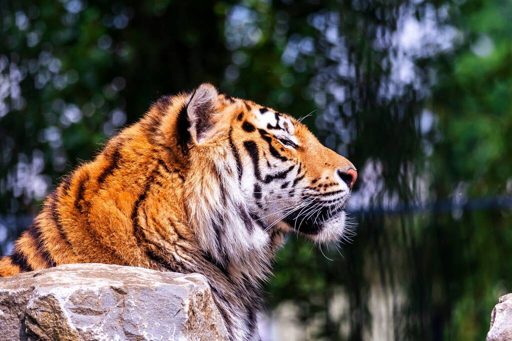 Зібрання амурського тигра в зоопарку під сонцем з розмитим фоном. - Фото, зображення