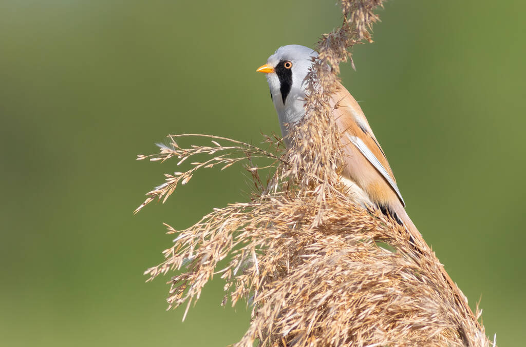 Bearded reedling, Panurus biarmicus. A bird sits on top of a reed - Fotó, kép