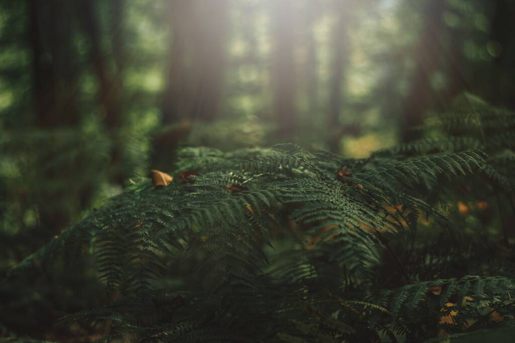 Közelkép gyönyörű zöld növényekről egy sűrű erdőben ősszel. - Fotó, kép