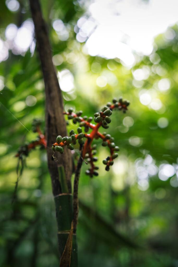 Een prachtige closeup van een Oudere plant vrucht - Foto, afbeelding