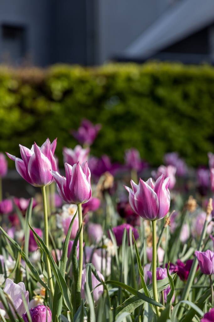 Вертикальний крупним планом знімок красивих рожевих тюльпанів з зеленим кущем фону вдень - Фото, зображення
