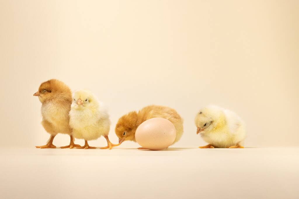 El bebé pollos cerca de un huevo sobre un fondo amarillo - Foto, Imagen