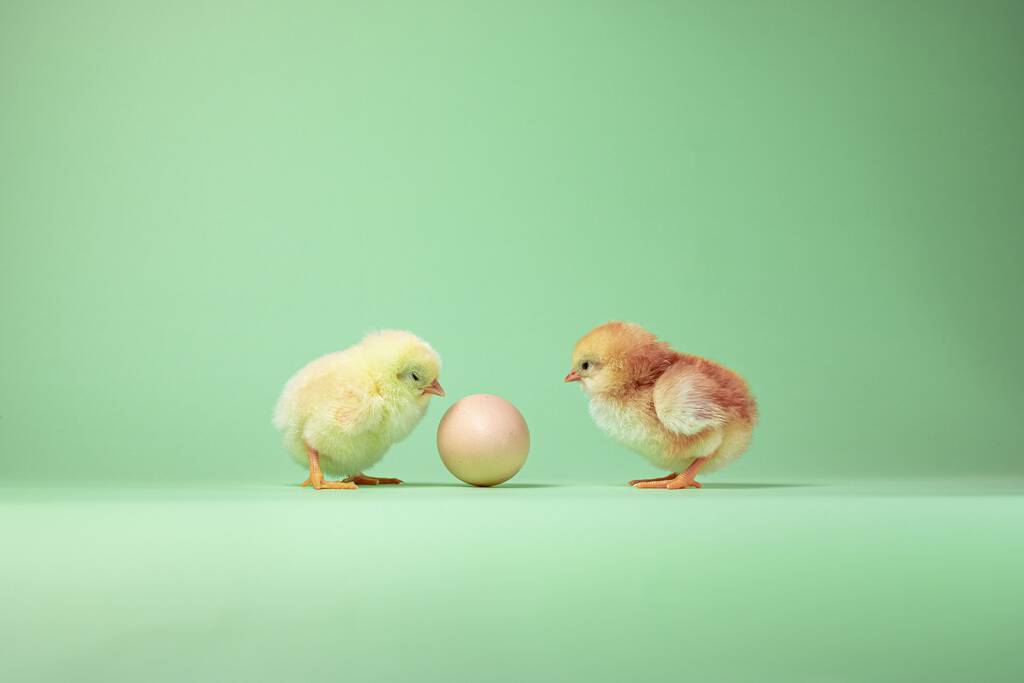 The baby chickens near an egg on a yellow background - Photo, Image
