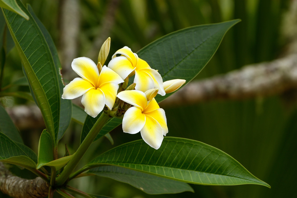 plumeria κίτρινα λουλούδια - Φωτογραφία, εικόνα