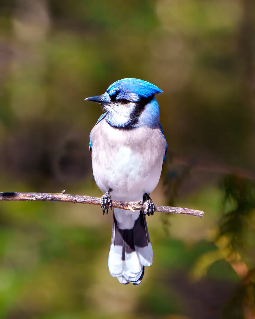 Vista frontal de primer plano de Blue Jay encaramada en una rama con un fondo borroso del bosque en su entorno y hábitat que rodea y muestra plumas azules. Jay Bird.. - Foto, imagen