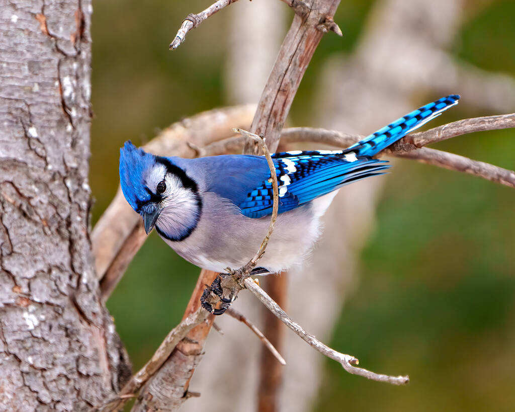 Blue Jay vista da vicino appollaiato su un ramo di un albero con uno sfondo foresta sfocatura nel suo ambiente e habitat circostante che mostra piumaggio piuma blu. Jay Immagine. - Foto, immagini