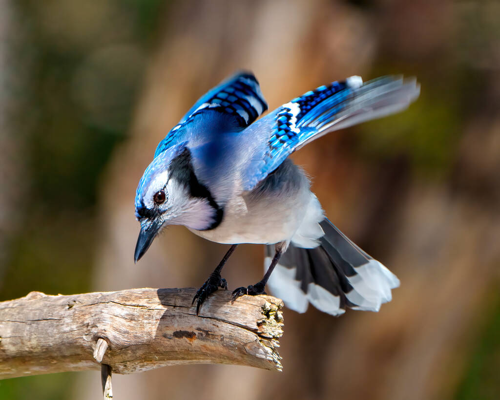 Blue Jay vista da vicino appollaiato su un ramo con ali battenti e sfondo sfocato nel suo ambiente e habitat che circonda la visualizzazione di ali di piumaggio piuma blu. Jay Picture. Ritratto. - Foto, immagini