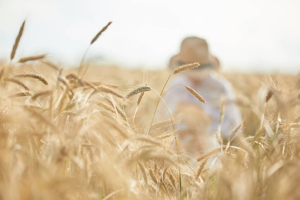 закрытие колосьев пшеницы на фоне ржаного поля - Фото, изображение