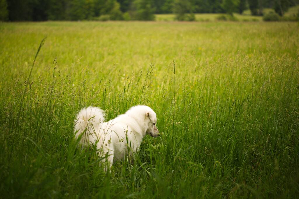De schattige Maremmano-Abruzzese Sheepdog in het groene veld op een zonnige dag - Foto, afbeelding
