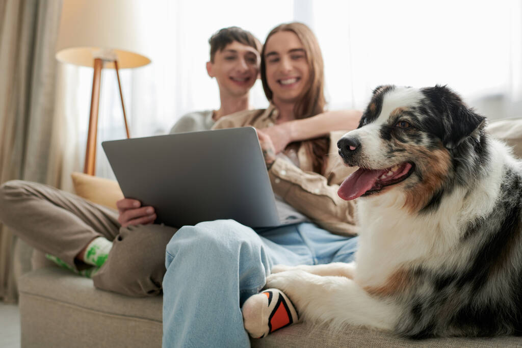 lindo perro pastor australiano descansando en cómodo sofá cerca alegre pareja lgbt sonriendo mientras se sienta junto con el ordenador portátil sobre fondo borroso en la sala de estar  - Foto, imagen