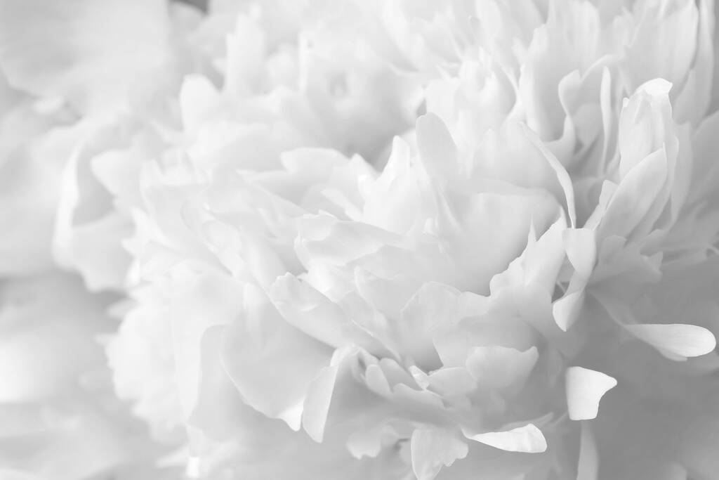 Hermosa flor de peonía blanca como fondo, primer plano - Foto, imagen