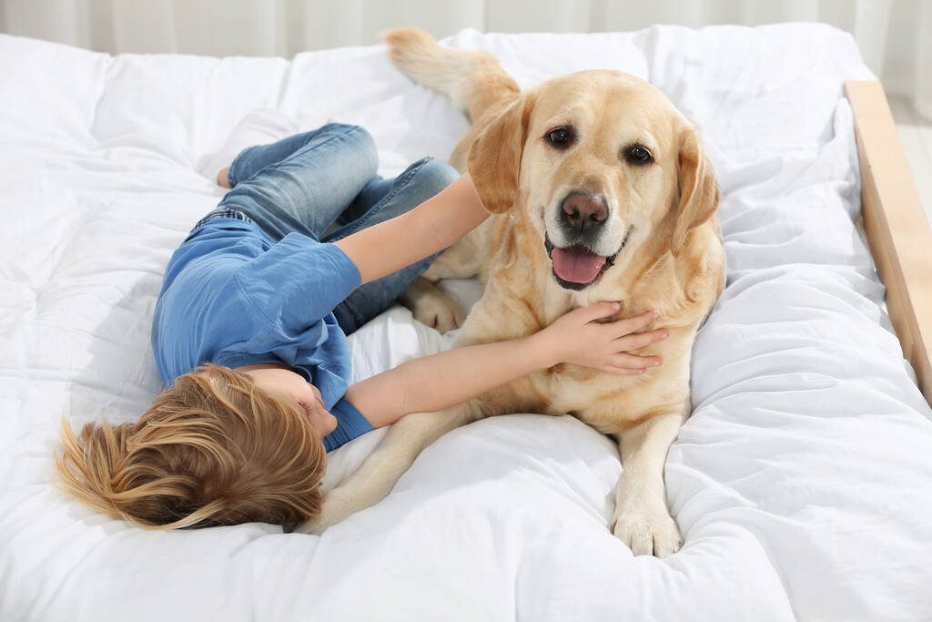 Cute little child with Golden Retriever on bed. Adorable pet - Photo, Image