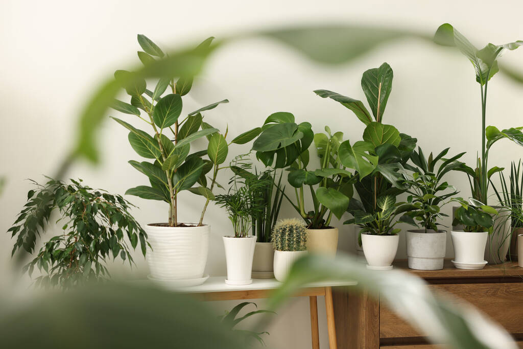 Muchas plantas de interior diferentes macetas en muebles en el interior - Foto, Imagen