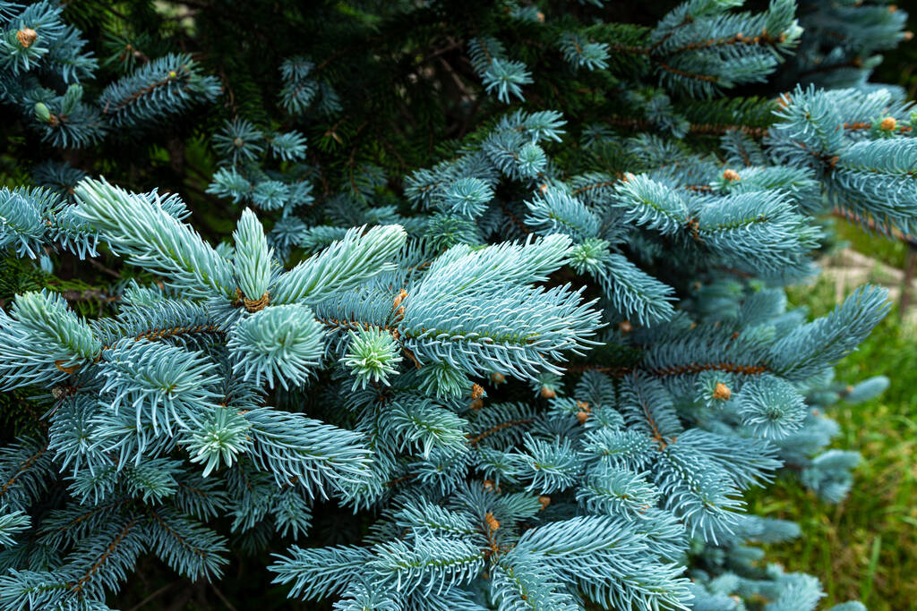 Όμορφη ερυθρελάτη της Picea pungens την άνοιξη. - Φωτογραφία, εικόνα