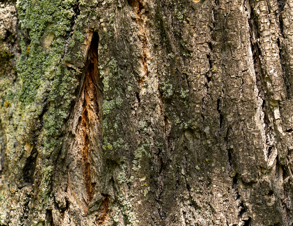 Texture of dark cracked tree bark with green moss - Photo, Image