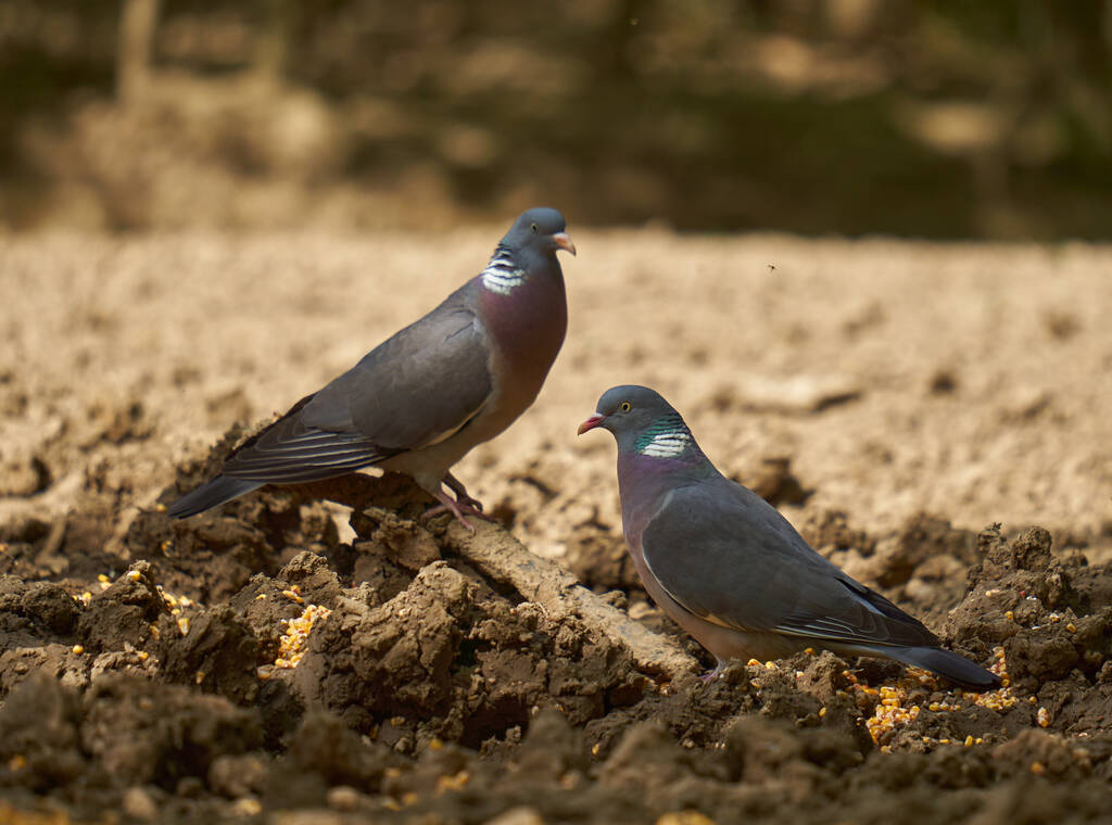 Wood pigeons foraging for food on the forest ground - Photo, Image