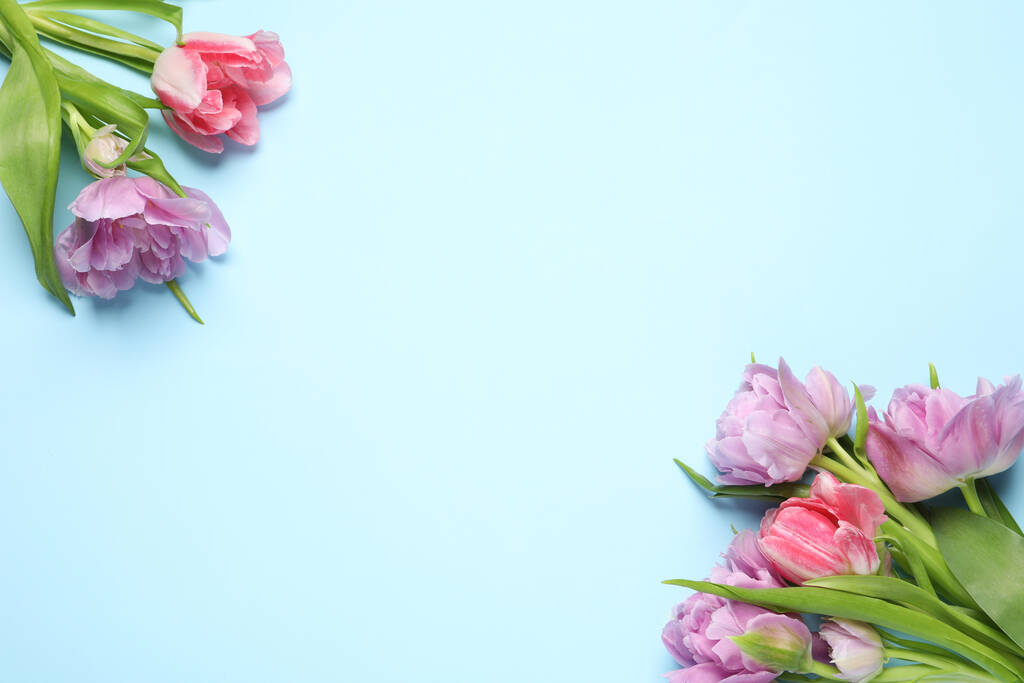 Красиві барвисті квіти тюльпанів на світло-блакитному тлі, вид зверху. Простір для тексту
 - Фото, зображення