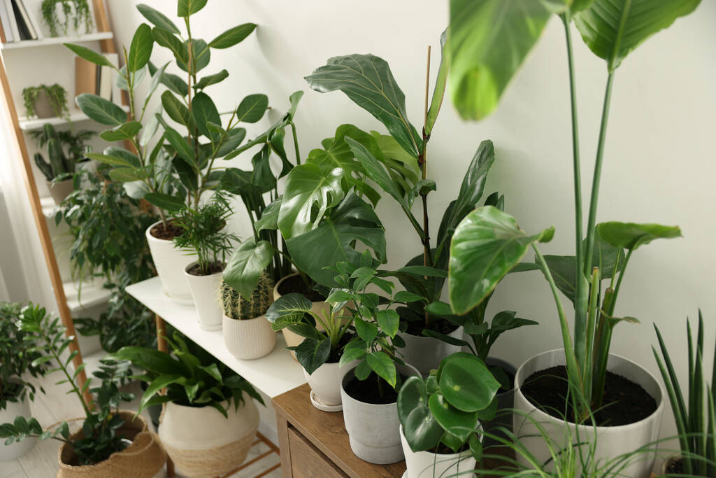室内家具の多くの異なる鉢植えの植物 - 写真・画像