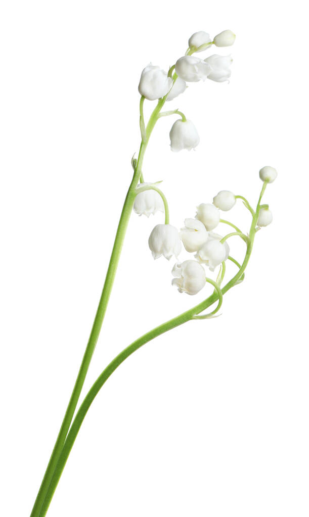 Beautiful lily of the valley flowers on white background - Photo, Image