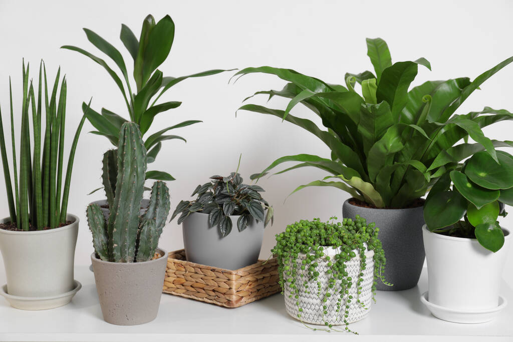 Groene kamerplanten in potten op tafel bij witte muur - Foto, afbeelding