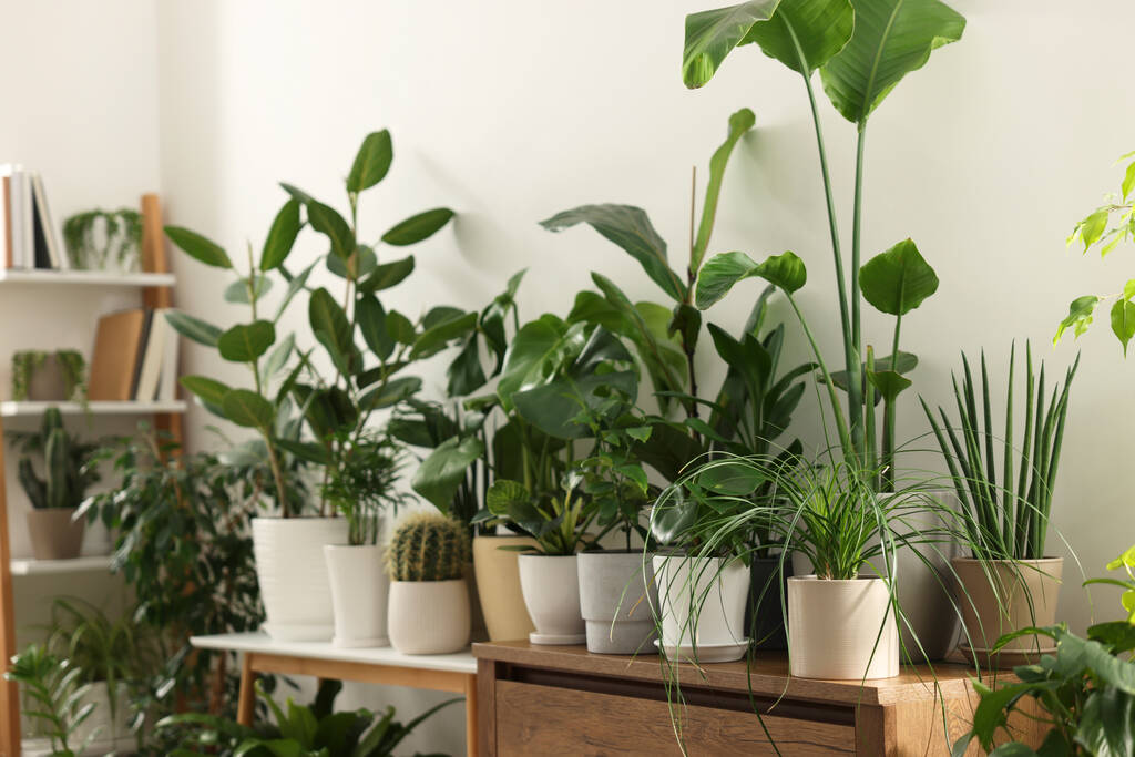 De nombreuses plantes d'intérieur en pot près du mur blanc à l'intérieur - Photo, image