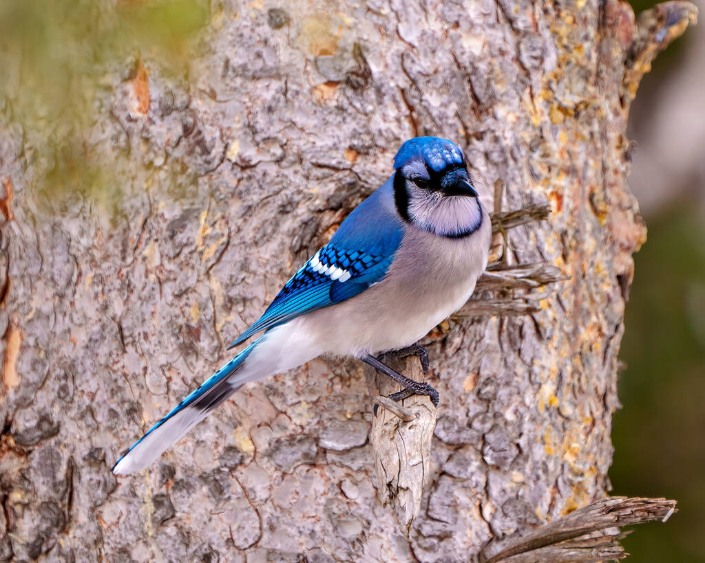 Blue Jay vista da vicino appollaiato su un tronco di un ramo d'albero con uno sfondo foresta sfocatura nel suo ambiente e habitat circostante che mostra piumaggio piuma blu. Ritratto di Jay. - Foto, immagini