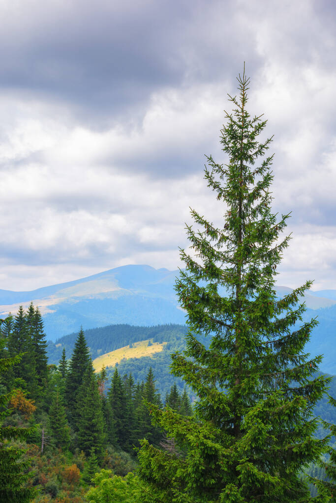 природні пейзажі з хвойним деревом. літній пейзаж у горах. пригоди та відпочинок в Карпатах, Україна
 - Фото, зображення