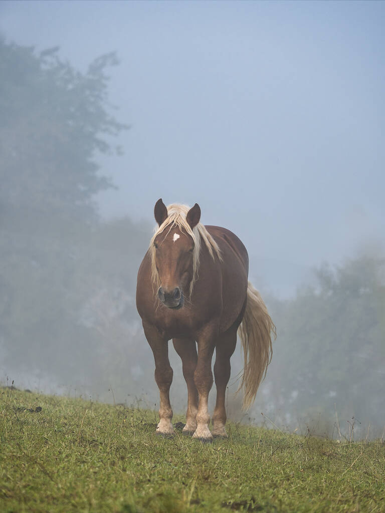 Horses in a pasture, in the morning fog and dew - Photo, Image